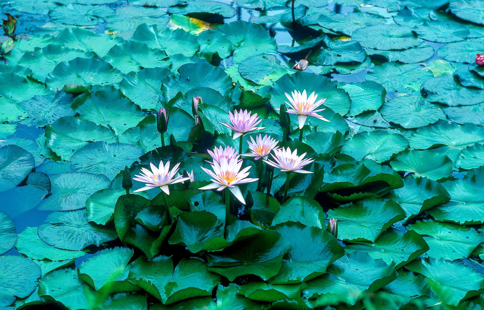 Hawaii-Lotus_Kodachrome_©Jonathan-David-Sabin_1989-2021-InfinityPhotoGraphic.com
