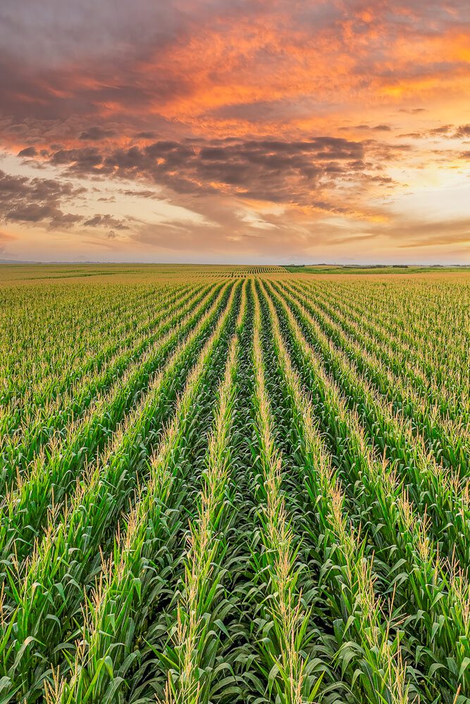 Three Pines Farms-7.24.23_Livability-Magazine_©2023-Jonathan-David-Sabin_InfinityPhotographic.com-All-Rights-Reserved-DJI_0451-Edit-Edit-3000px