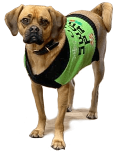 Vortex Digital Business Solutions Iowa City Case Studies Oak Park pup